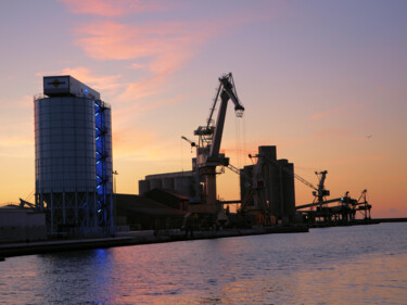 Grues, couleurs du matin