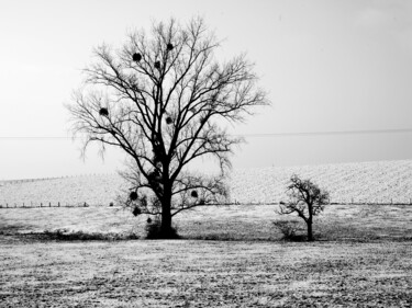 L'arbre gelé